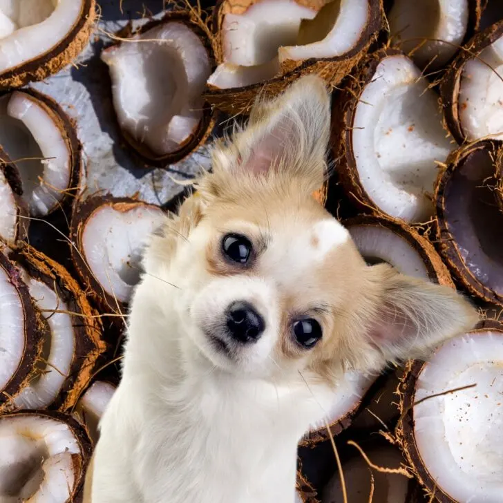 Dog in front of many coconut.