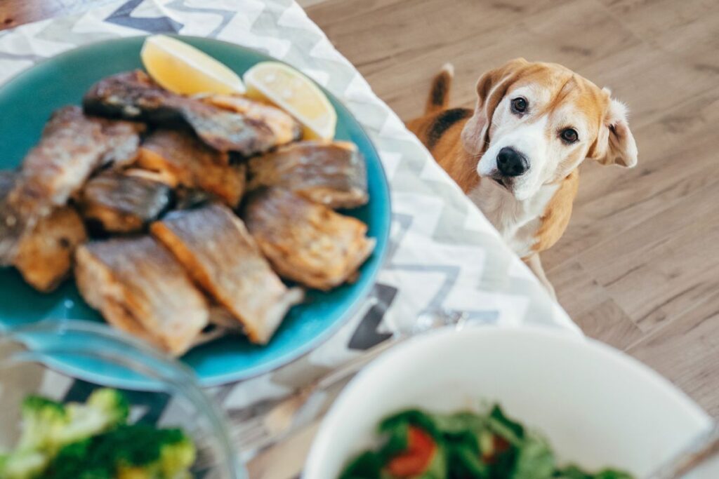 Dog looking at a plate of fish.