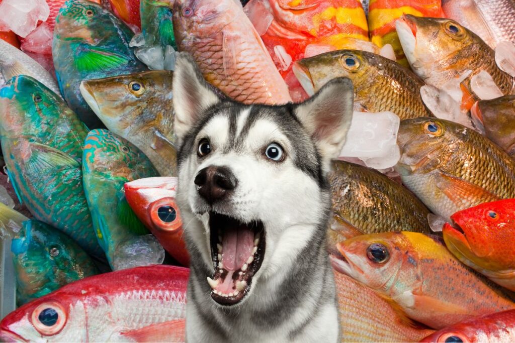 husky yelling in front of many colorful fish at market.