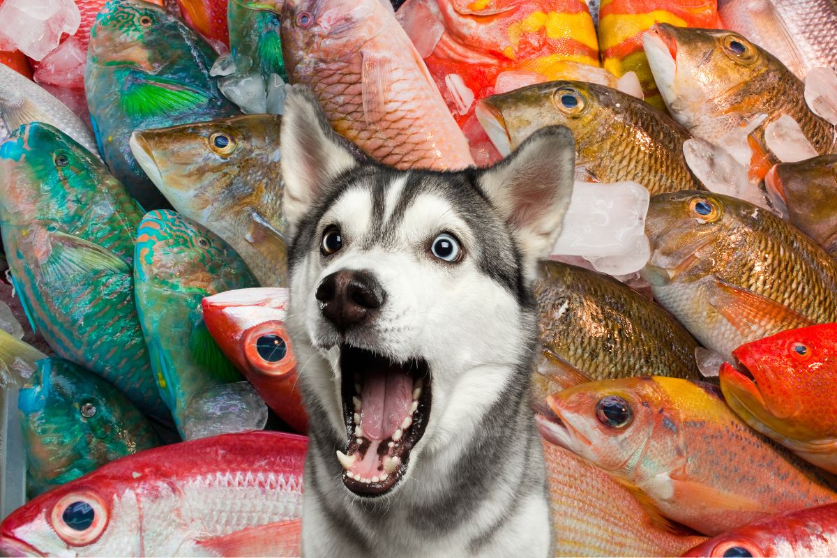 Can Dogs Eat Fish? Read Before You Feed! Bone Appetreat