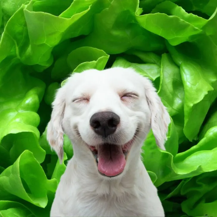 A white dog in front of lettuce.