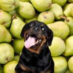 Black dog in front of many pears.