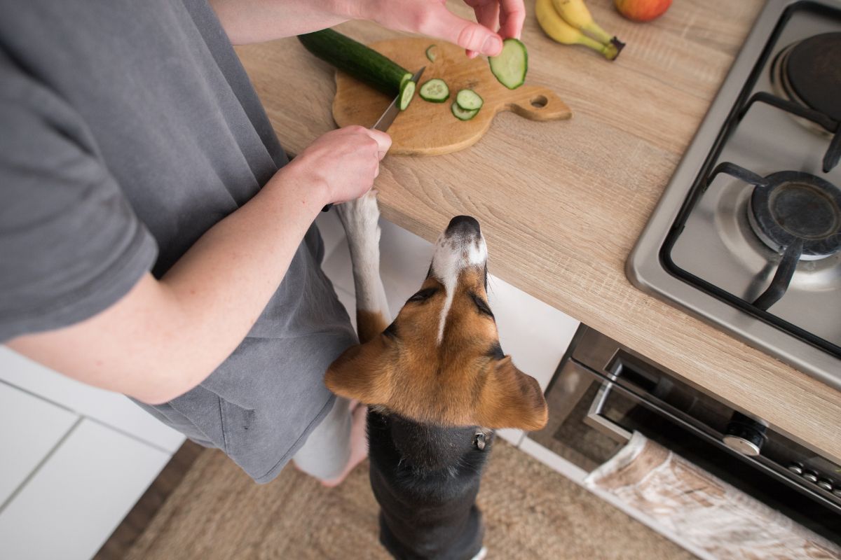 Dog reaching for cucumbers on counter.