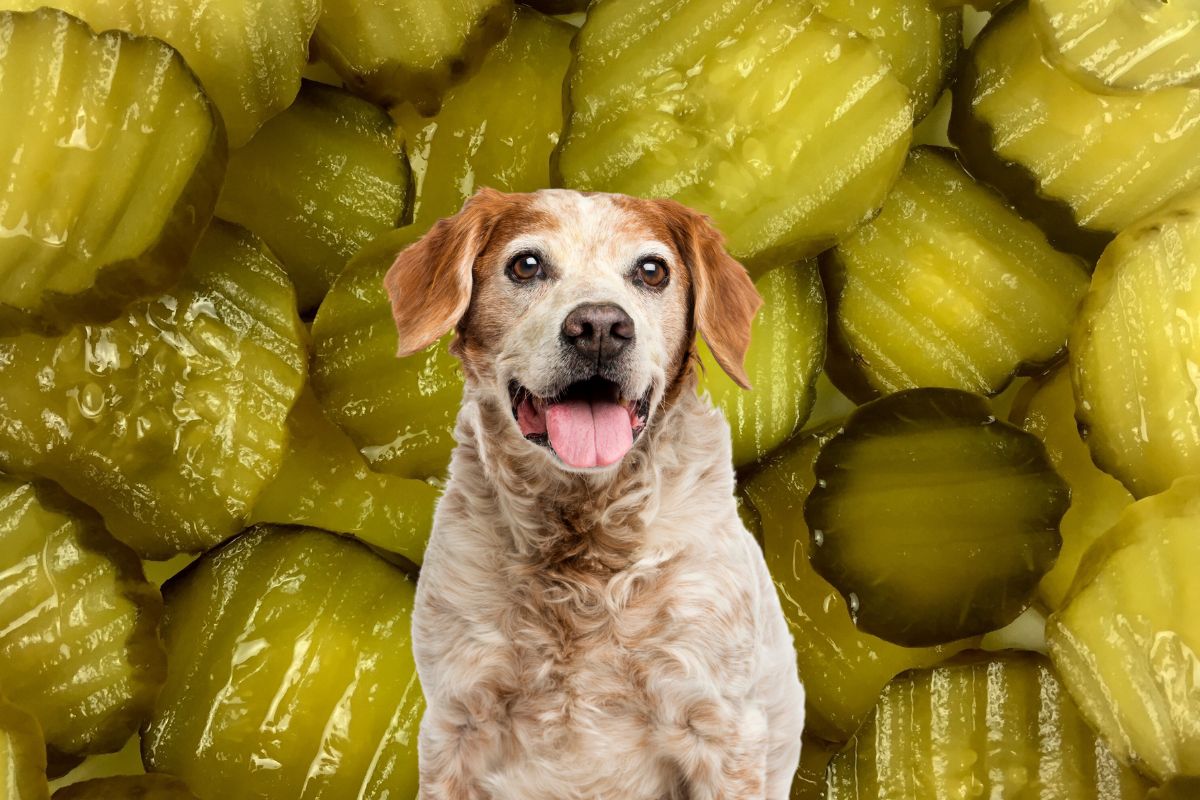 An old dog in front of many pickles.