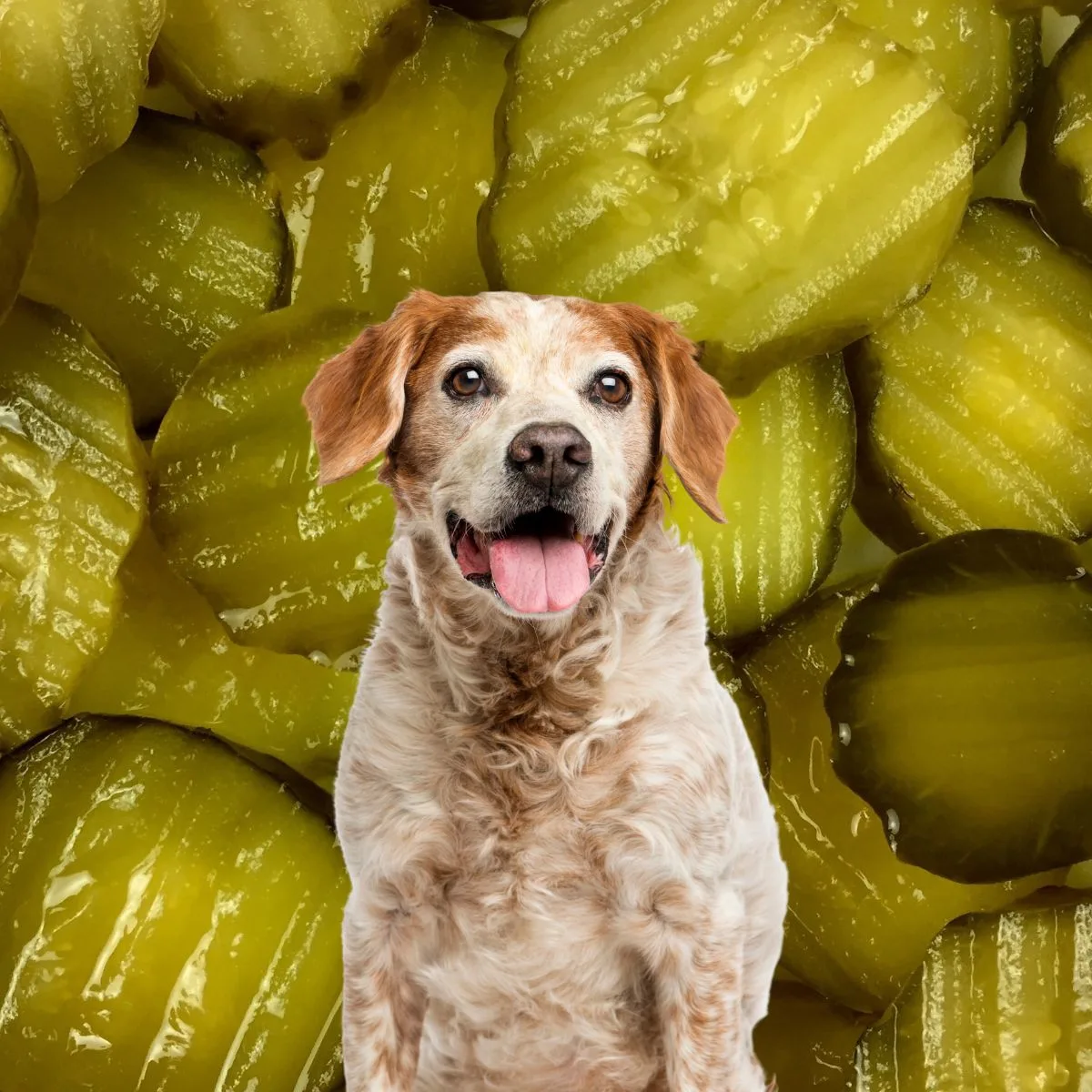 Bone Appétreat: Dog Food Recipes, Enrichment, and Nutrition