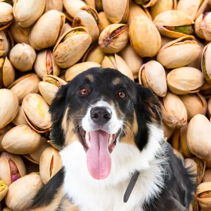 Dog in front of many pistachios.