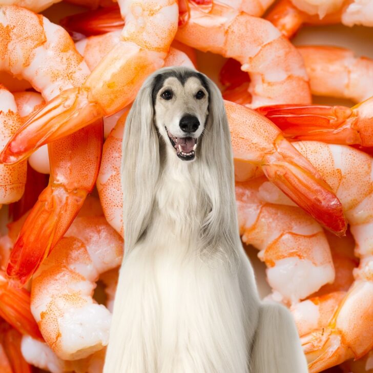 An afghan hound in front of many shrimp.
