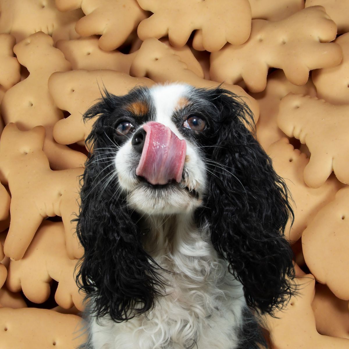 Dog in front of many animal crackers.