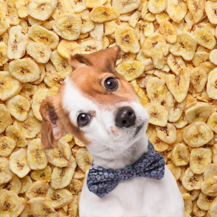 Dog with a bowtie in front of many banana chips.