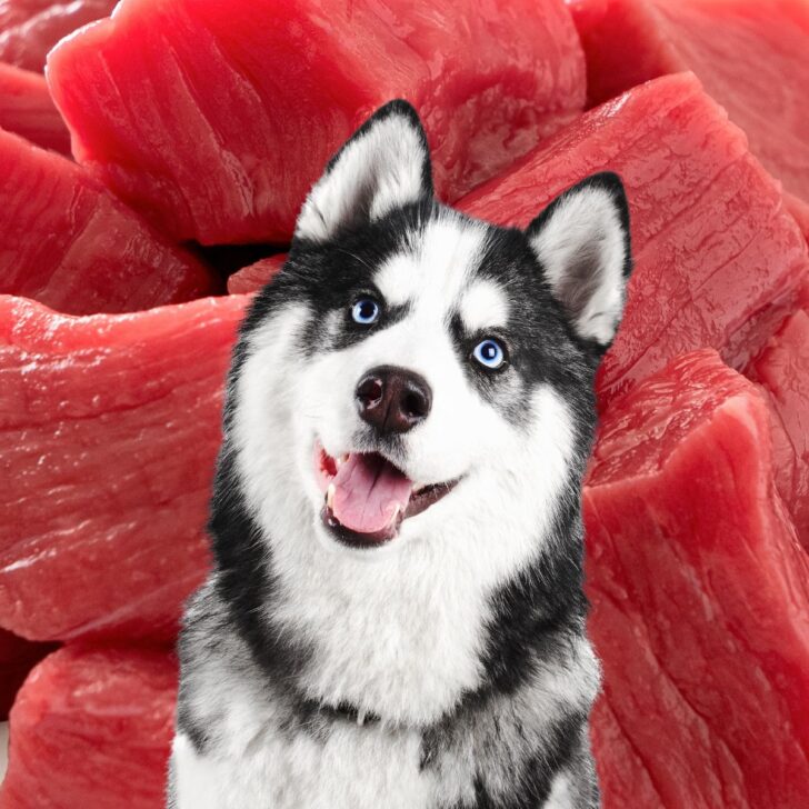 Husky in front of beef chunks.