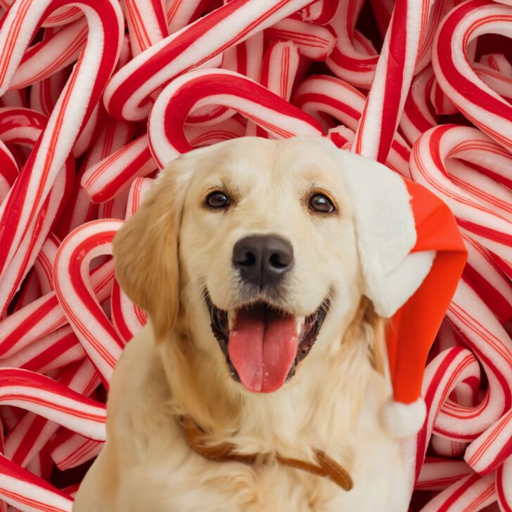 Golden retriever with a santa hat in front of many candy canes.