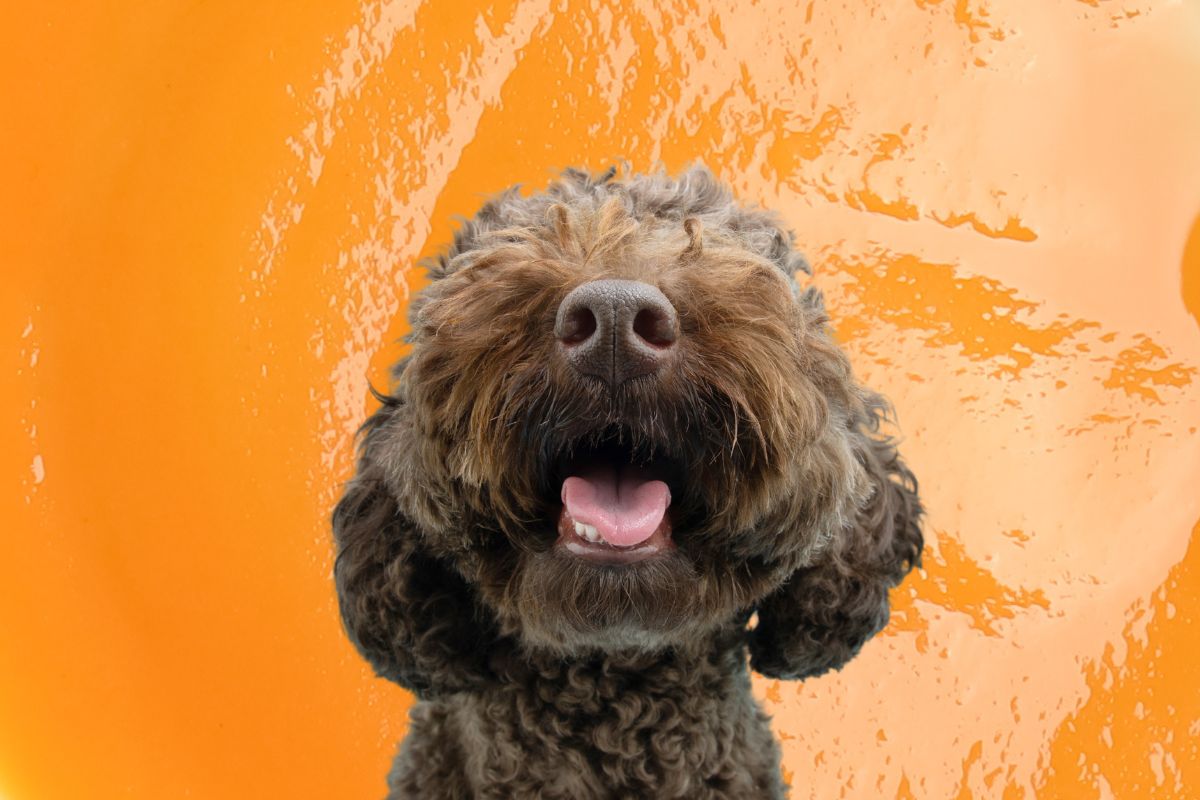 Can Dogs Eat Baby Food? Yes and No Bone Appetreat