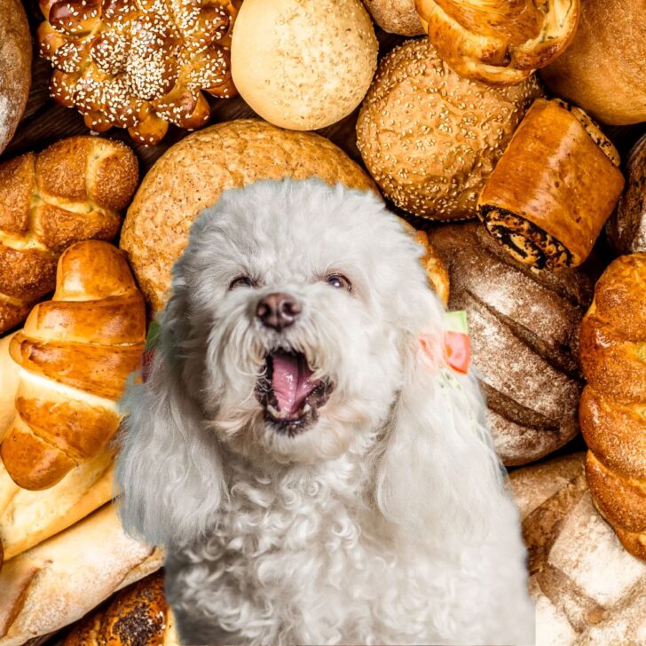 A white poodle in front of many types of bread.