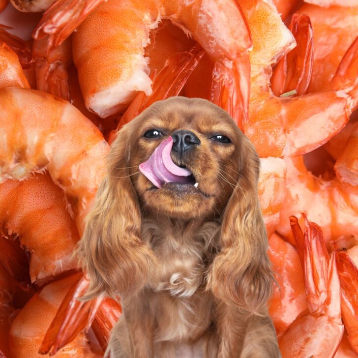 Dog in front of many cooked shrimp.
