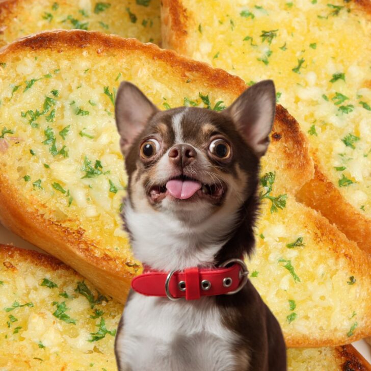 A small dog in front of lots of garlic bread.