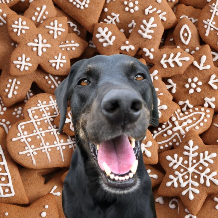 Black dog in front of many gingerbread cookies.