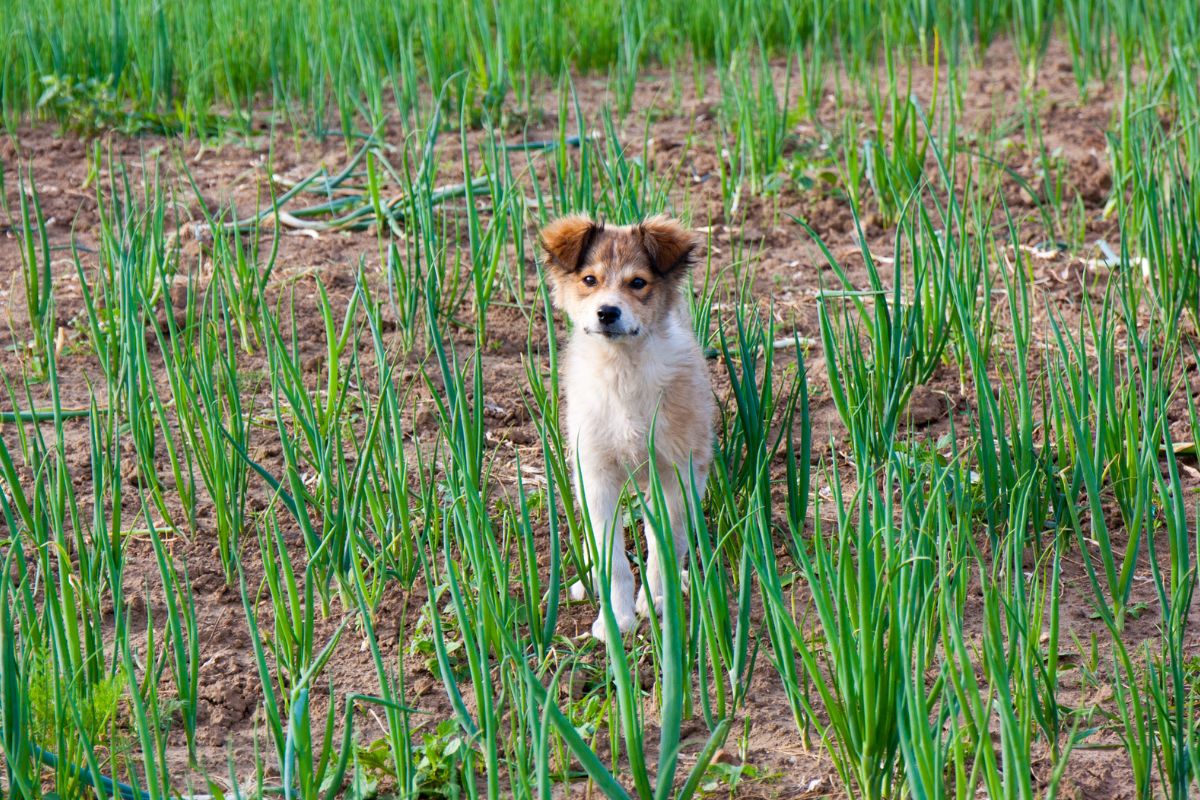 A small brown and white dog in a field of green onions.