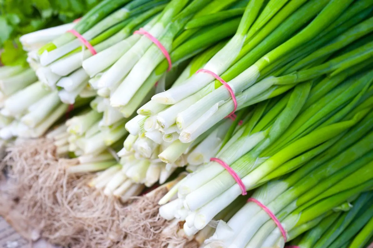 A stack of green onions at a market.