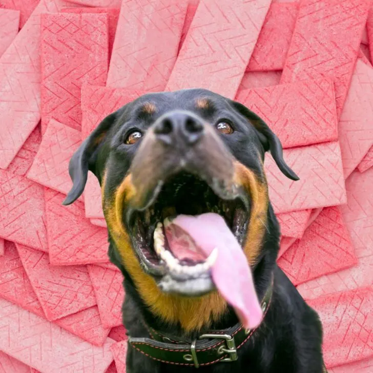 A dog in front of pink gum sticks.