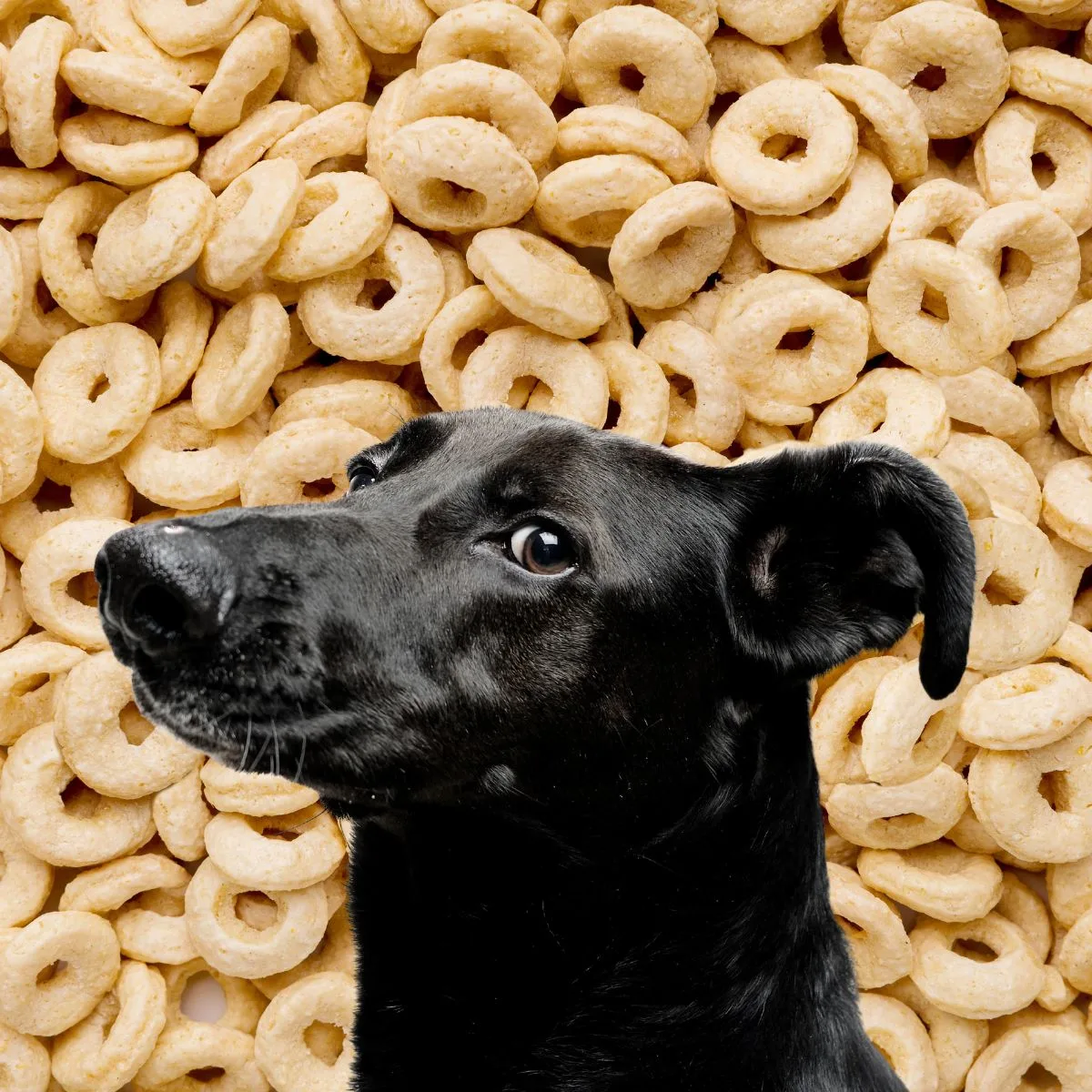 Black dog in front of many honey nut cheerios.