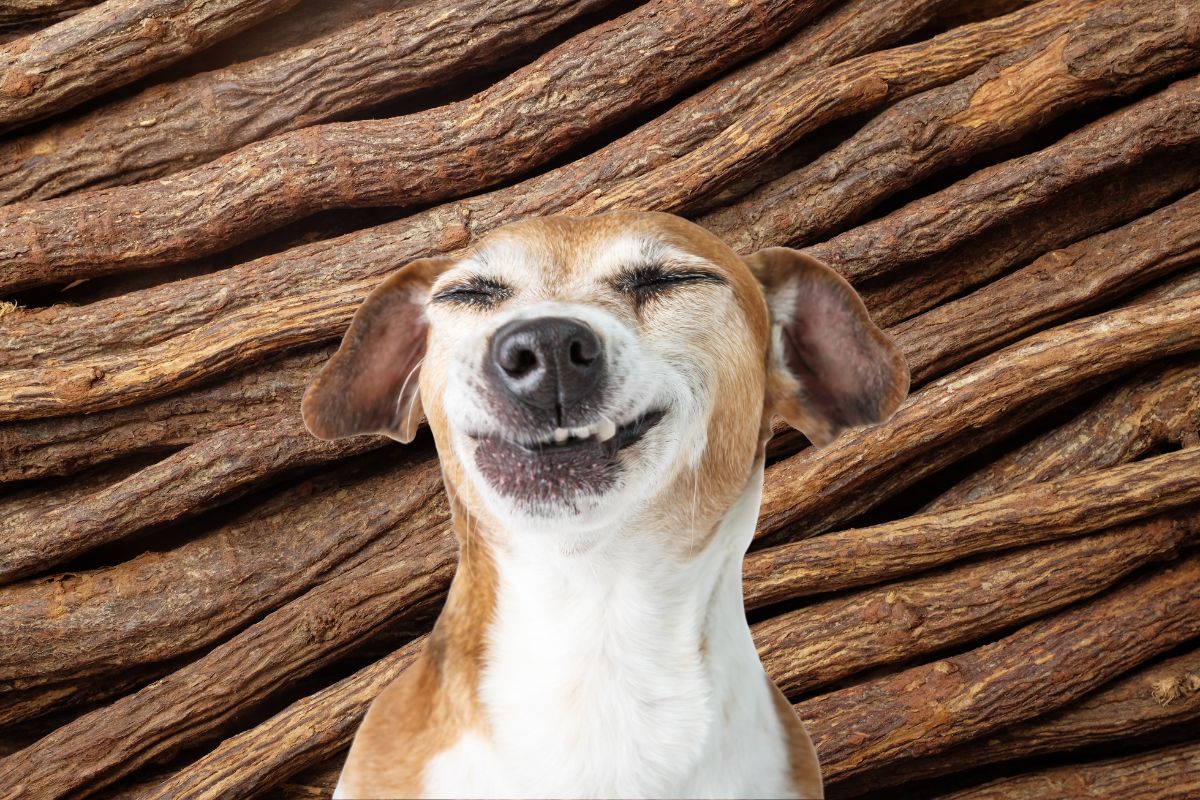 Can Dogs Eat Licorice? Benefits and Risks Bone Appetreat