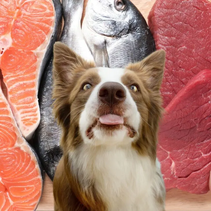Dog in front of fish, red meat, and chicken.