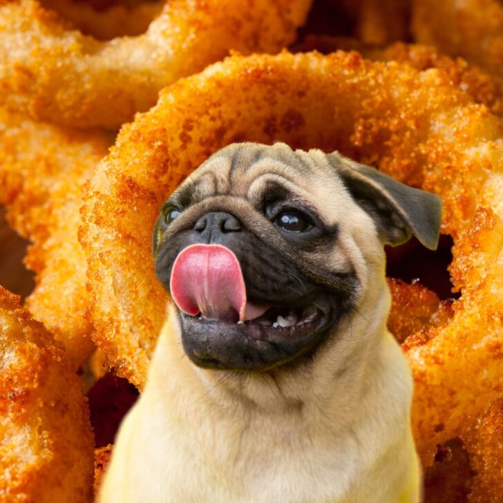 Pug in front of many onion rings.
