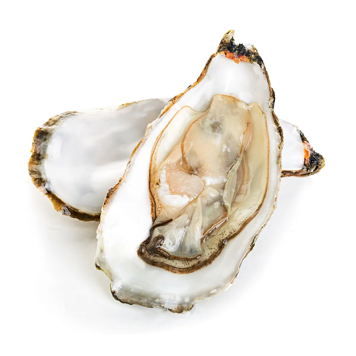 Oysters on a white background.