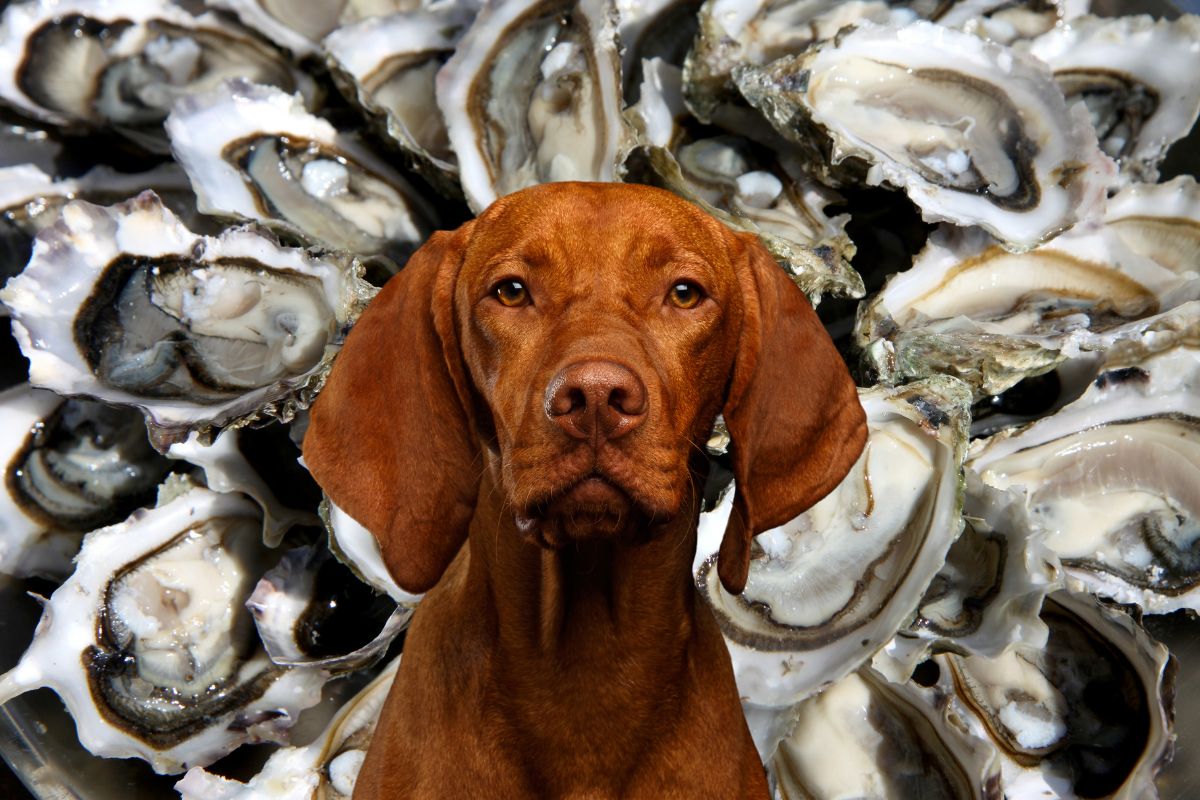 A red dog in front of many oysters.