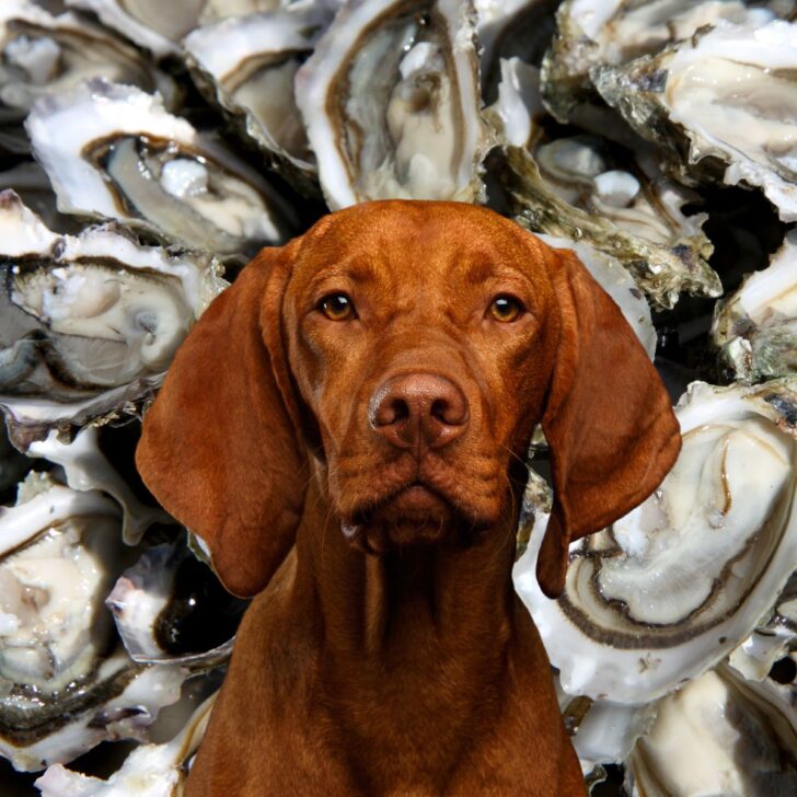 A red dog in front of many oysters.