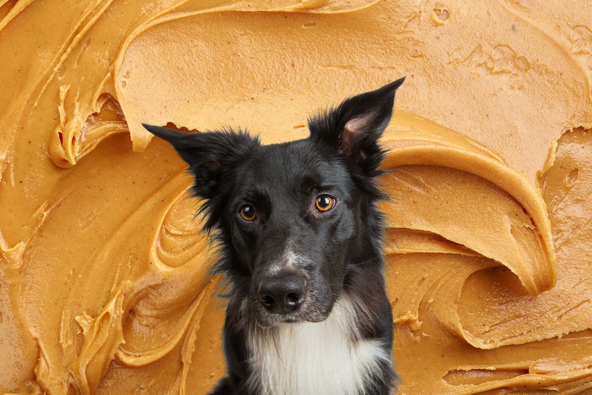 A black dog in front of peanut butter spread.