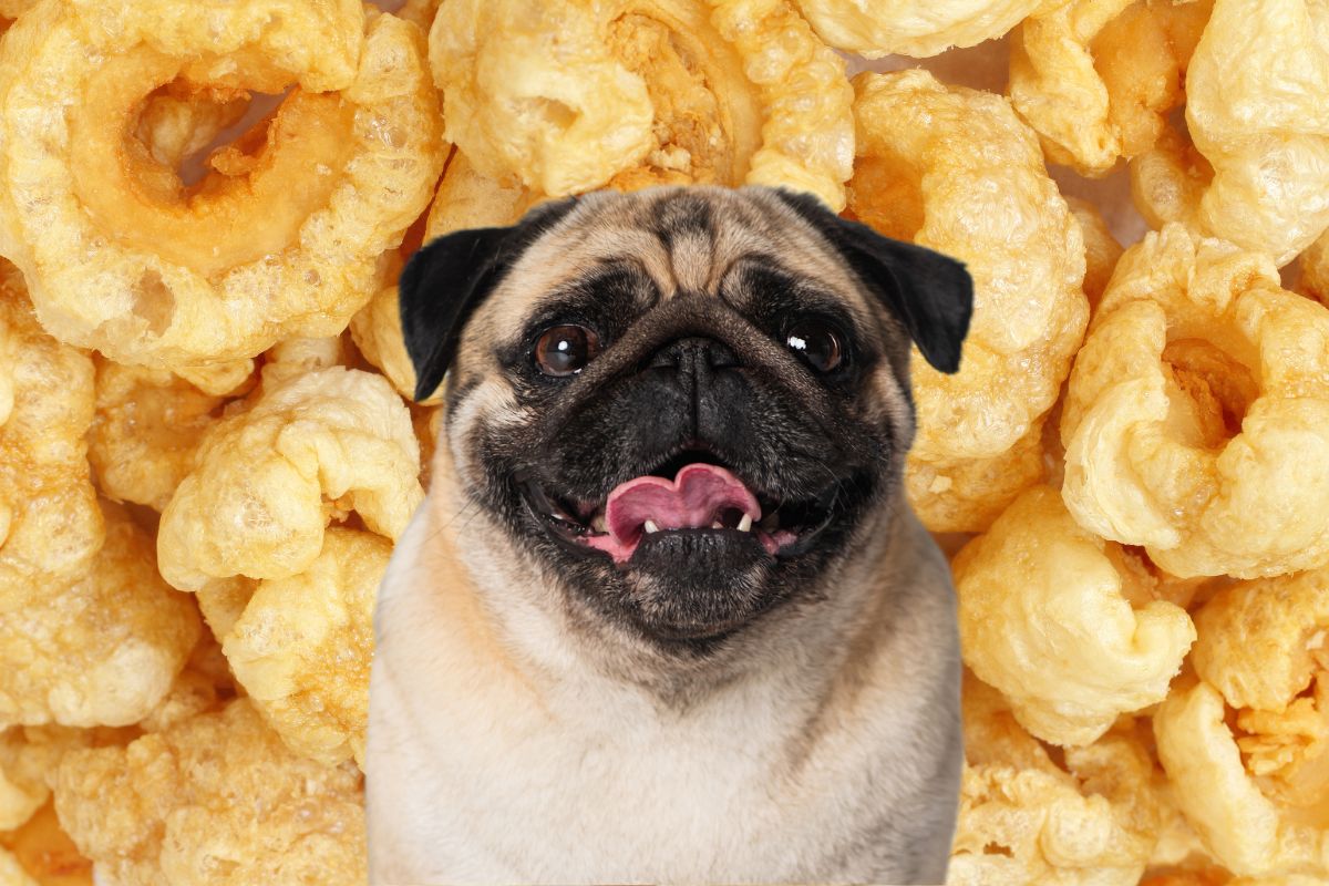 Pug in front of many pork rinds.
