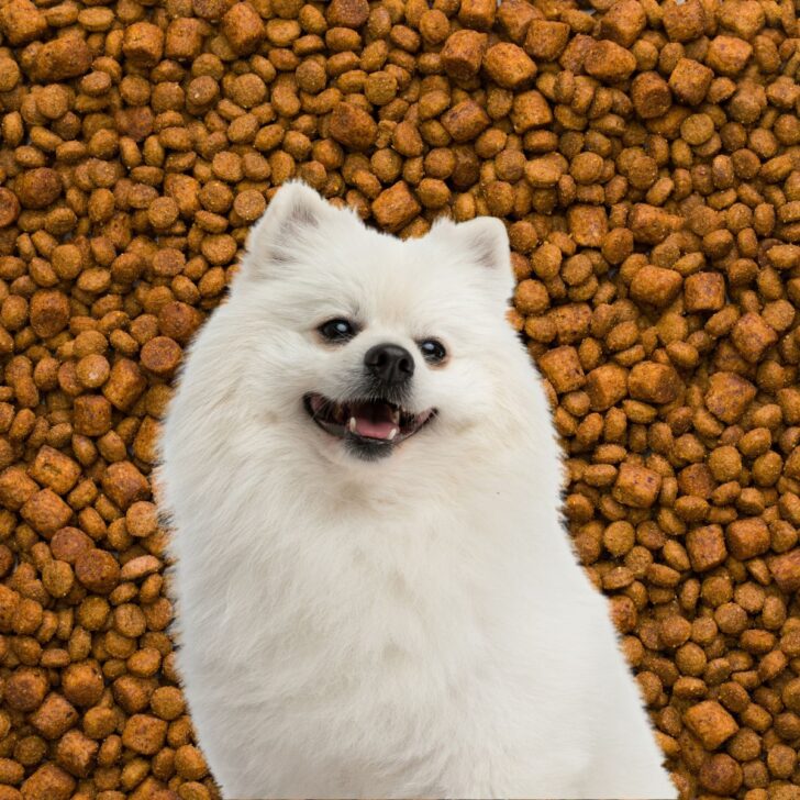 A white dog in front of lots of puppy food.