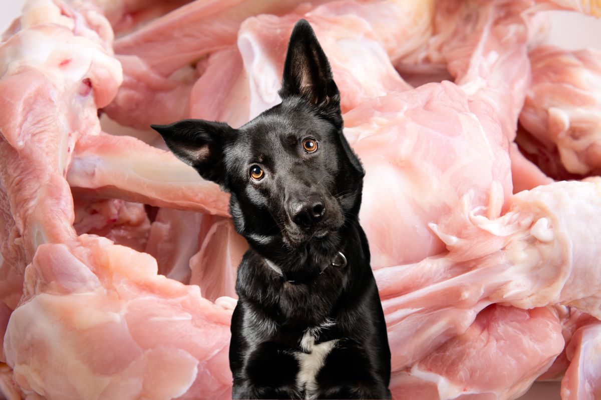 Black dog with head tilted looking at camera in front of raw chicken bones.