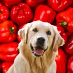Golden retriever in front of many red bell peppers.