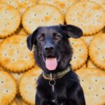Black dog in front of many ritz crackers.