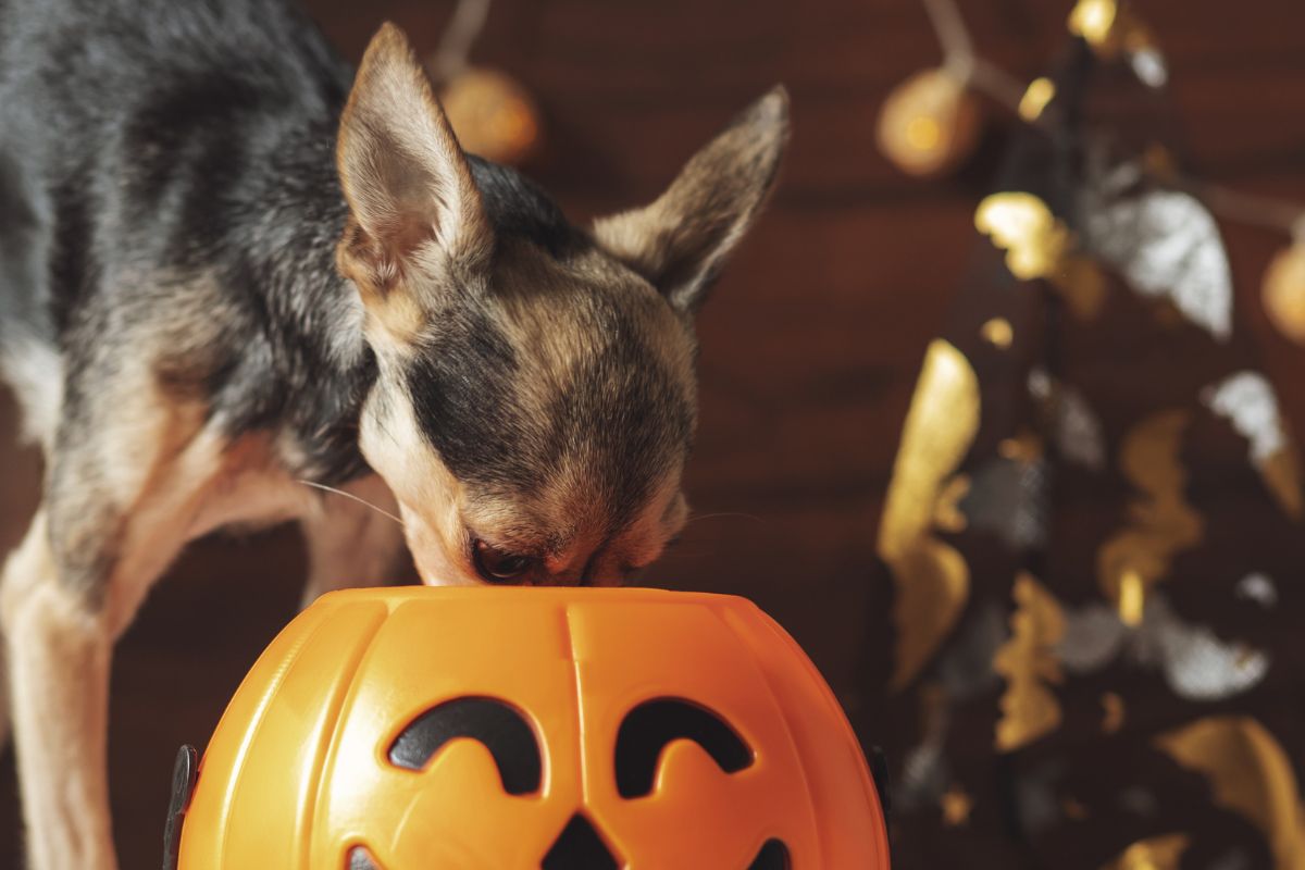 Dog eating from a halloween candy basket.