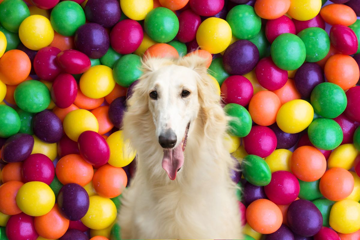 White dog in front of many skittles.