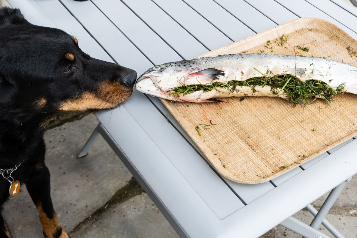 A dog sniffing a salmon stuffed with herbs.