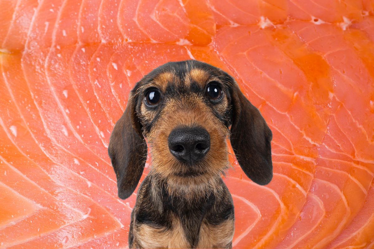 A small brown dog in front of a lot of smoked salmon.