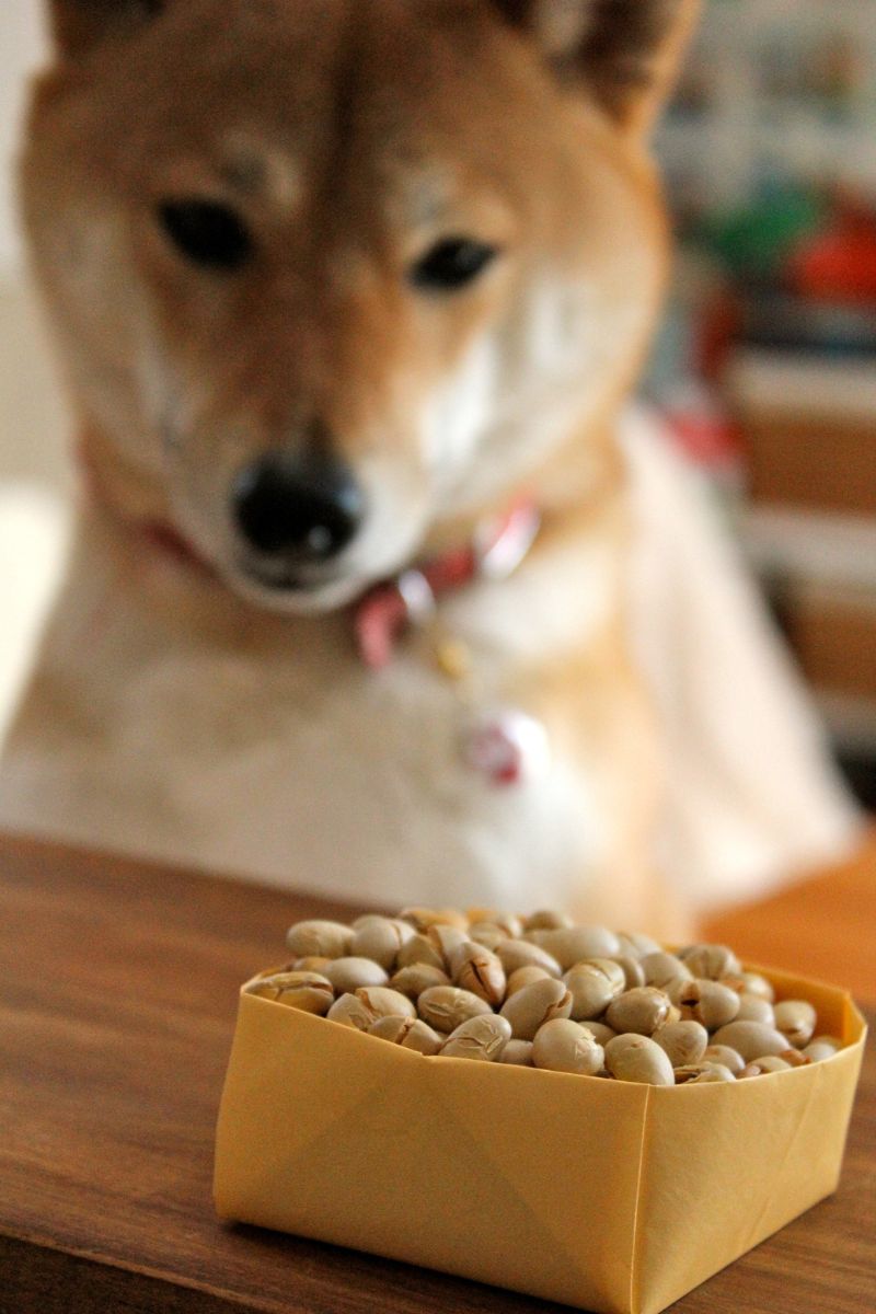 A dog looking at soybeans.