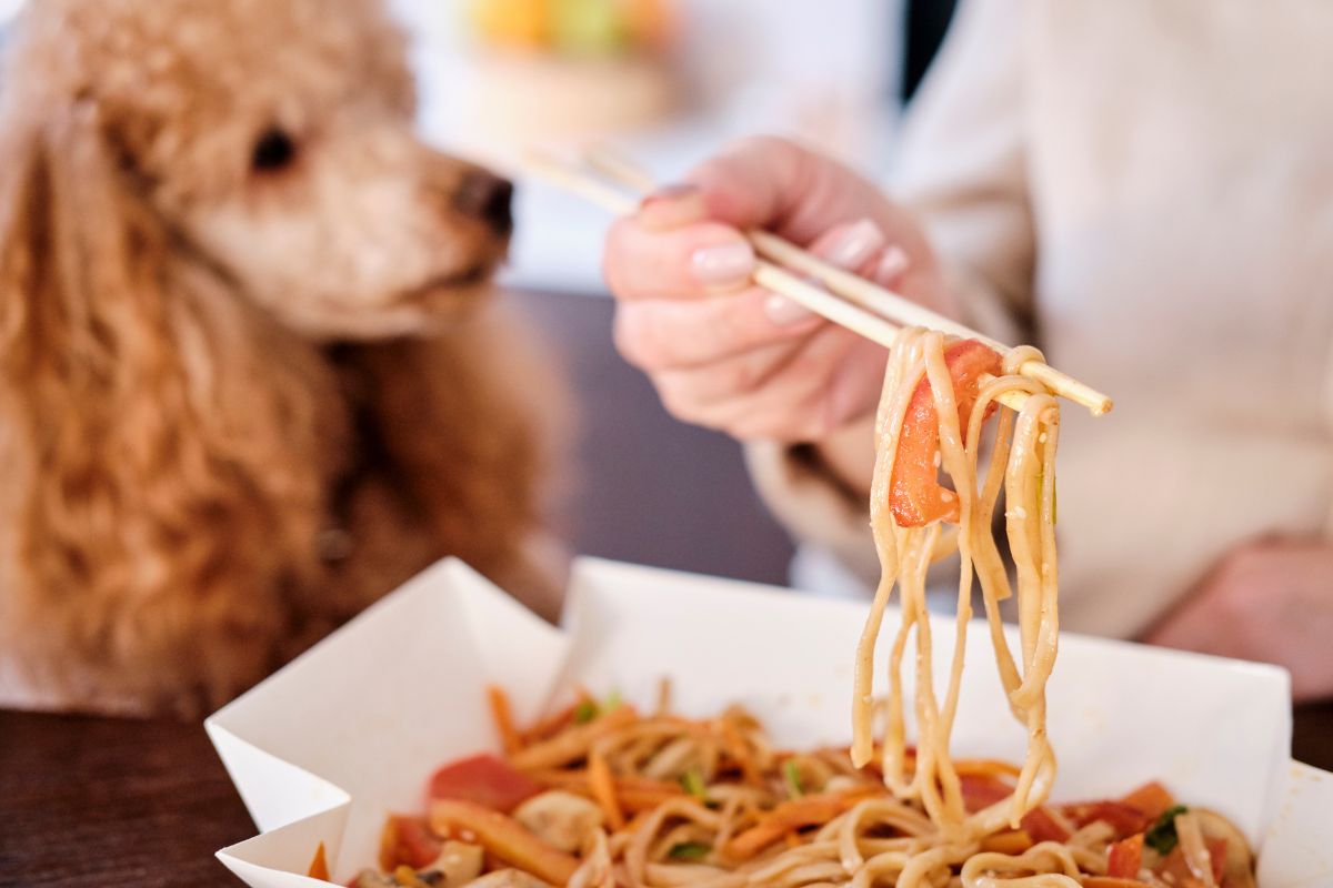 Dog looking at bowl of noodles with soy sauce.