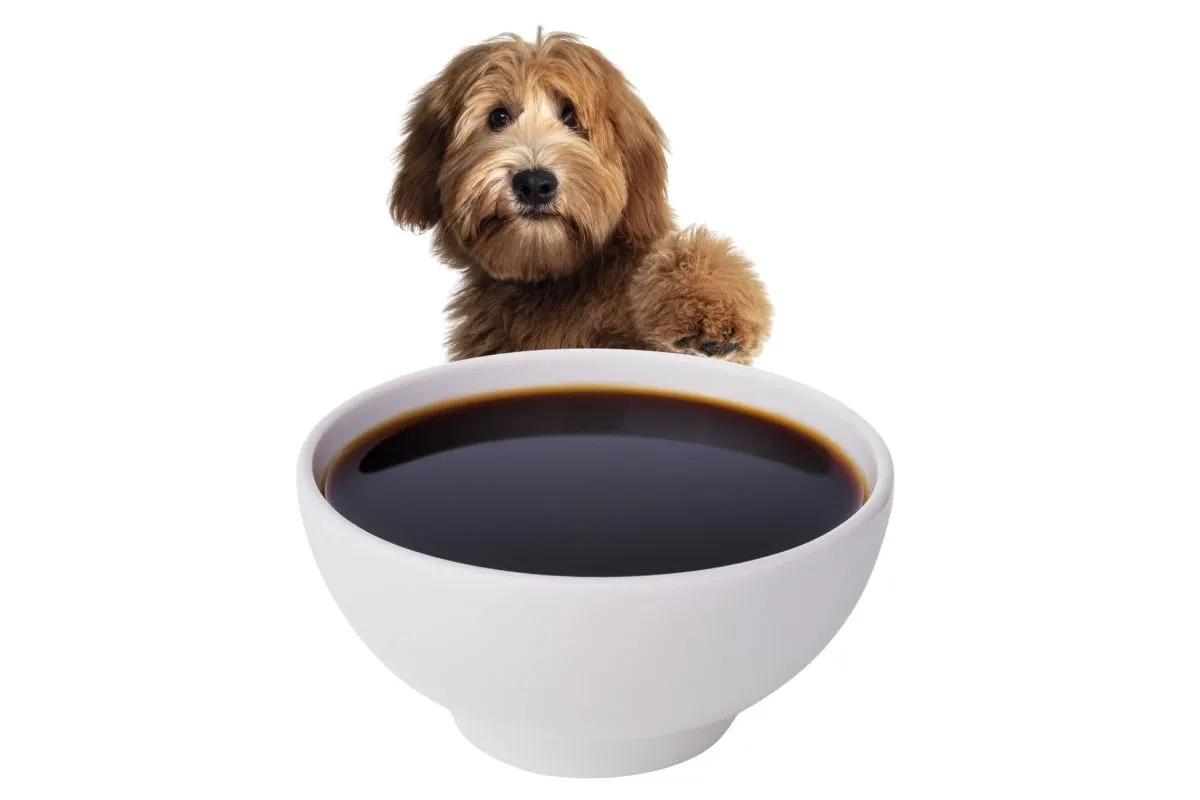 A dog with their paw on the top of a bowl of soy sauce.