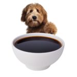 A dog with their paw on the top of a bowl of soy sauce.