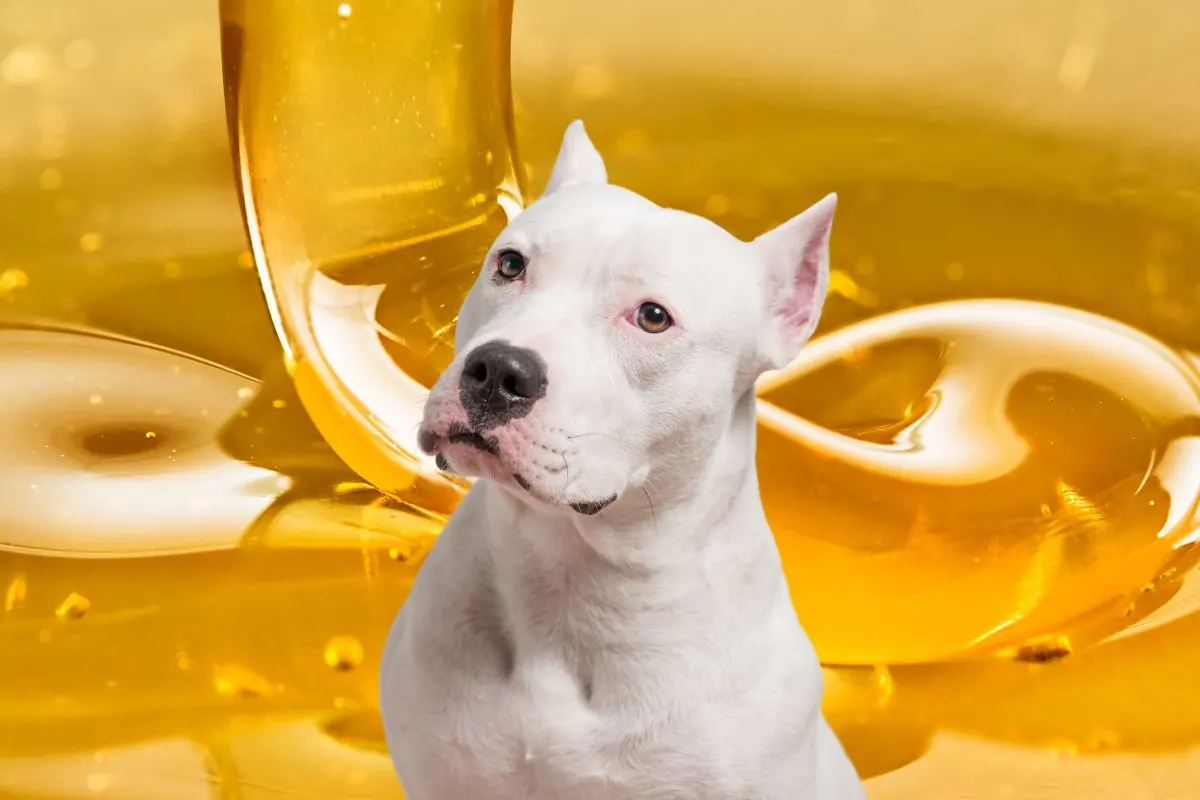 A white dog in front of syrup.