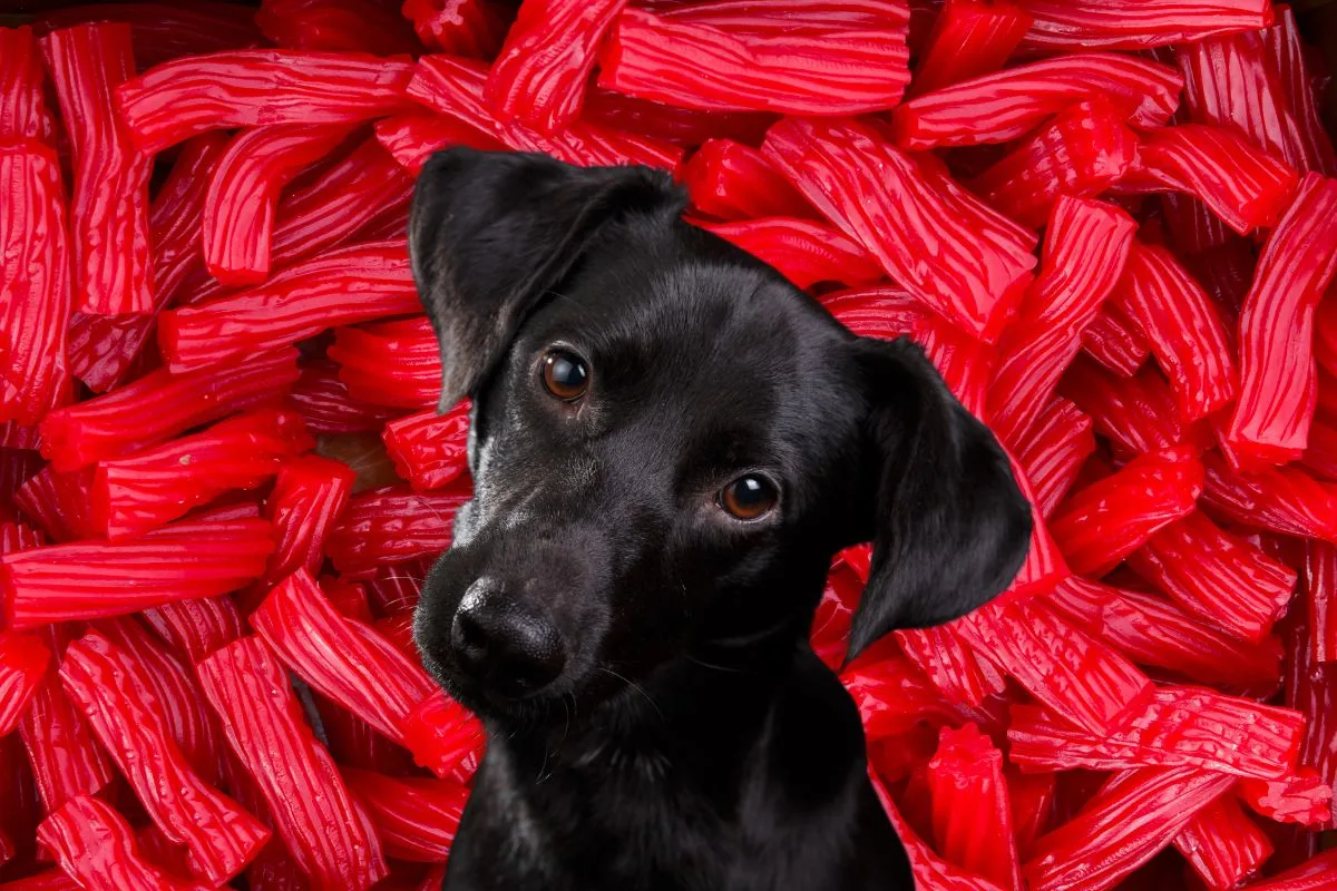 Black lab in front of many twizzlers.