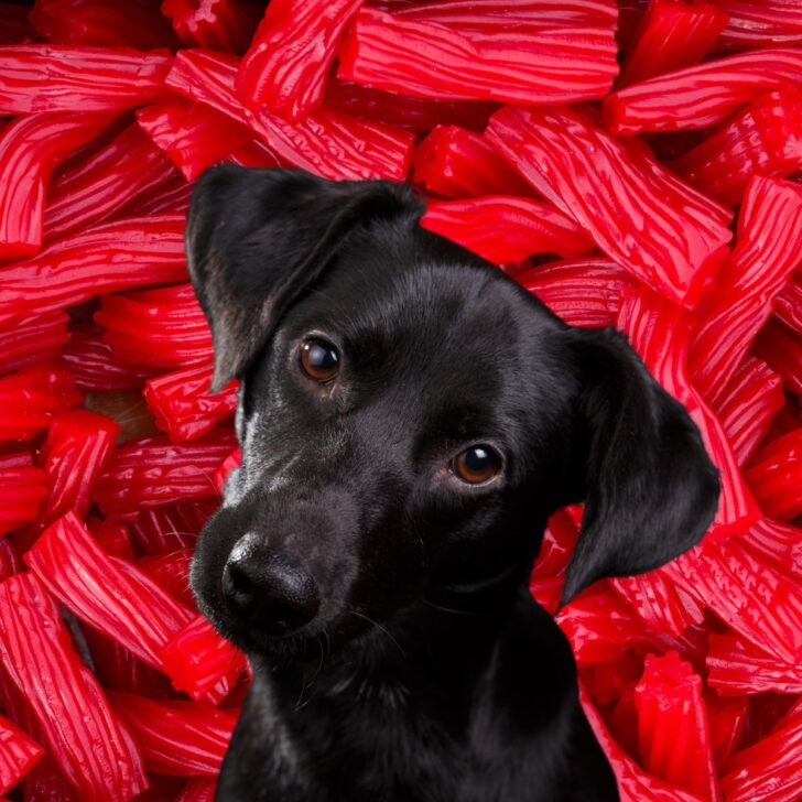Black lab in front of many twizzlers.