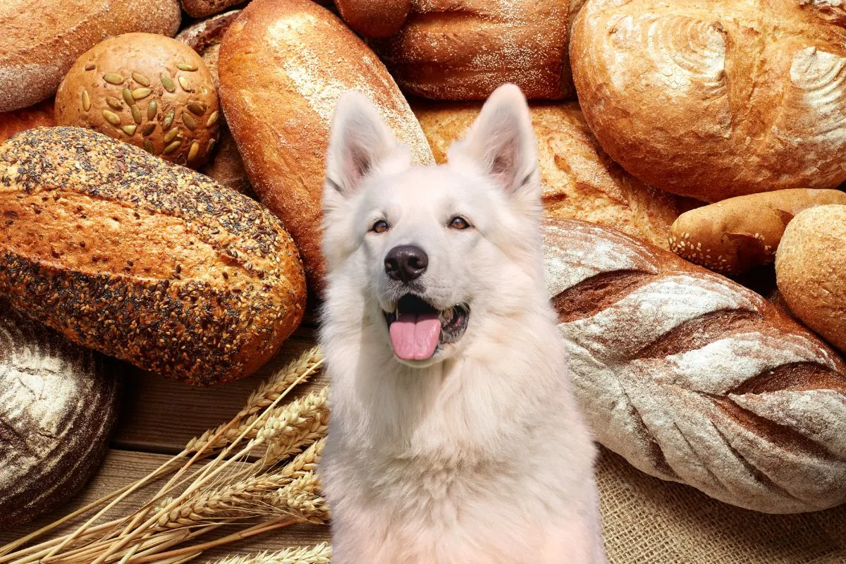 White dog in front of many types of wheat bread.