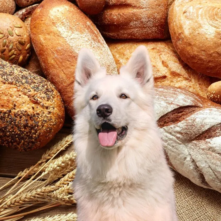 White dog in front of many types of wheat bread.
